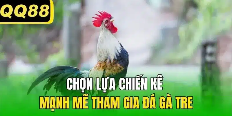 Chọn lựa chiến kê mạnh mẽ tham gia đá gà tre