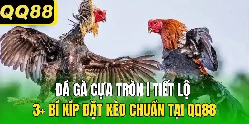 đà gà cựa tròn