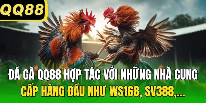 Đá Gà QQ88 hợp tác với những nhà cung cấp hàng đầu như WS168, SV388,...