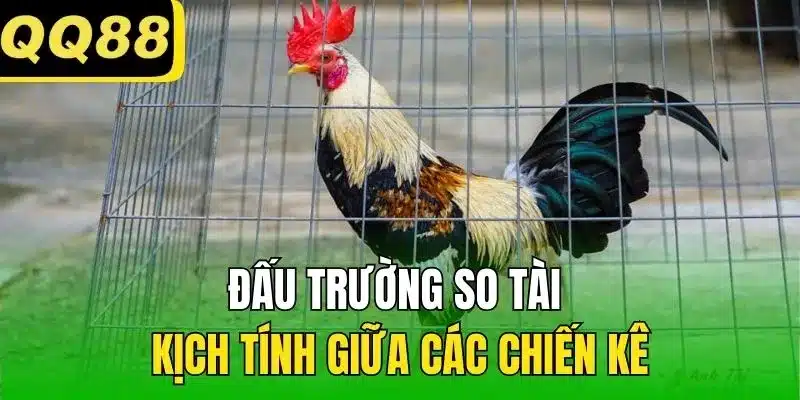 Đấu trường so tài kịch tính giữa các chiến kê