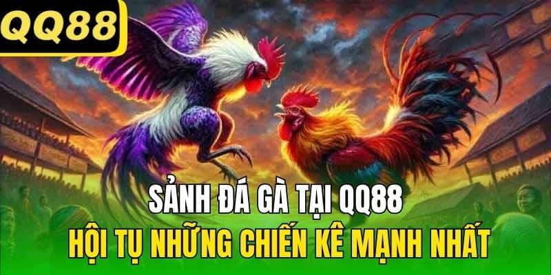 Sảnh Đá gà tại QQ88 hội tụ những chiến kê mạnh nhất